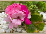 BEAUTIFUL GERANIUM