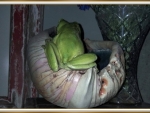 FROG ON A SHELL