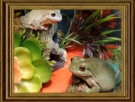 TWO FRAMED FROGS