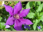 CLEMATIS FLOWER