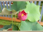 PRETTY LOTUS FLOWER