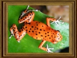 FRAMED FROG