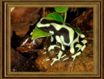 FRAMED FROG