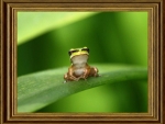 FRAMED FROG