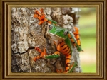 FRAMED FROG