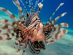 Lionfish