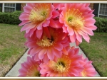 BEAUTIFUL CACTUS FLOWERS