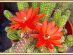 PRETTY CACTUS FLOWERS