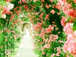 Tunnel of roses