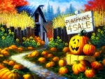 Pumpkins 4 Sale