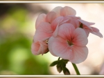 BEAUTIFUL GERANIUM