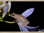 FROG ON AGAPANTHUS