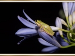 FROG ON AGAPATHUS FLOWER