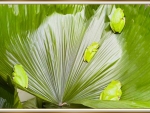 FROGS ON A LEAF