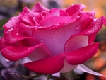Pink Rose