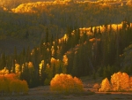 Golden Glowing Hillside in Park City, Utah