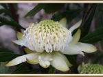 WHITE WARATAH