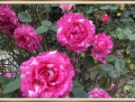 BEAUTIFUL ROSES