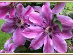 PRETTY CLEMATIS
