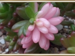 PRETTY SUCCULENT