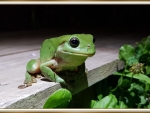 LOVELY FROG