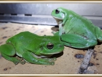 CUTE FROGS