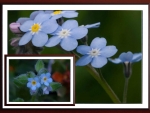 FORGET ME NOTS
