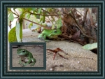 FRAMED FROGS