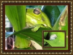 FRAMED FROGS