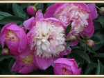 BEAUTIFUL PEONIES