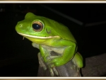 PRETTY FROG