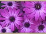 PRETTY PURPLE DAISIES