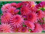 PRETTY DAHLIAS