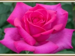 BEAUTIFUL ROSE