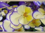 PRETTY PANSIES
