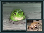 FRAMED FROGS