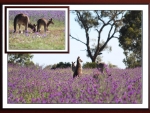 FRAMED KANGAROOS