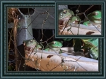 FRAMED FROGS