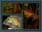 FRAMED FROGS