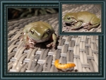 FRAMED FROGS