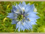 NIGELLA FLOWER