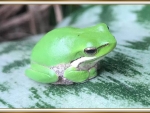 CUTE LITTLE FROG