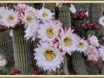 PRETTY CACTUS