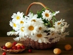 White daisies in a basket