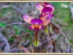 PURPLE PANSY ORCHID