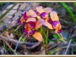 PURPLE PANSY ORCHID