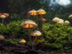 Beautiful Image of Toadstools in a Forest