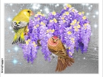 BIRDS ON WISTERIA
