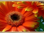 PRETTY GERBERA'S