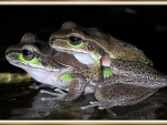 LOVELY FROGS
